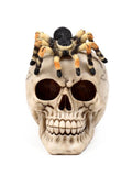 Skull With Spider	Height 13.5cm Width 10cm Depth 14cm